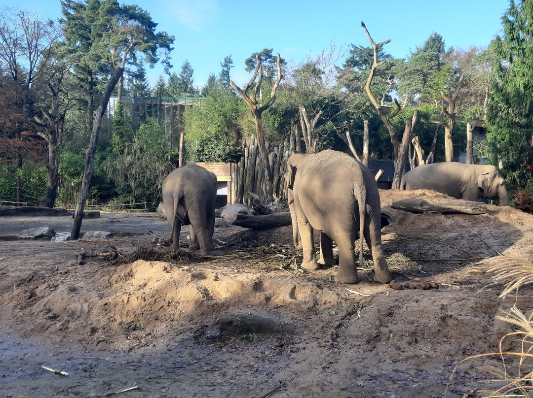DierenPark Amersfoort-阿默斯福特必去景点