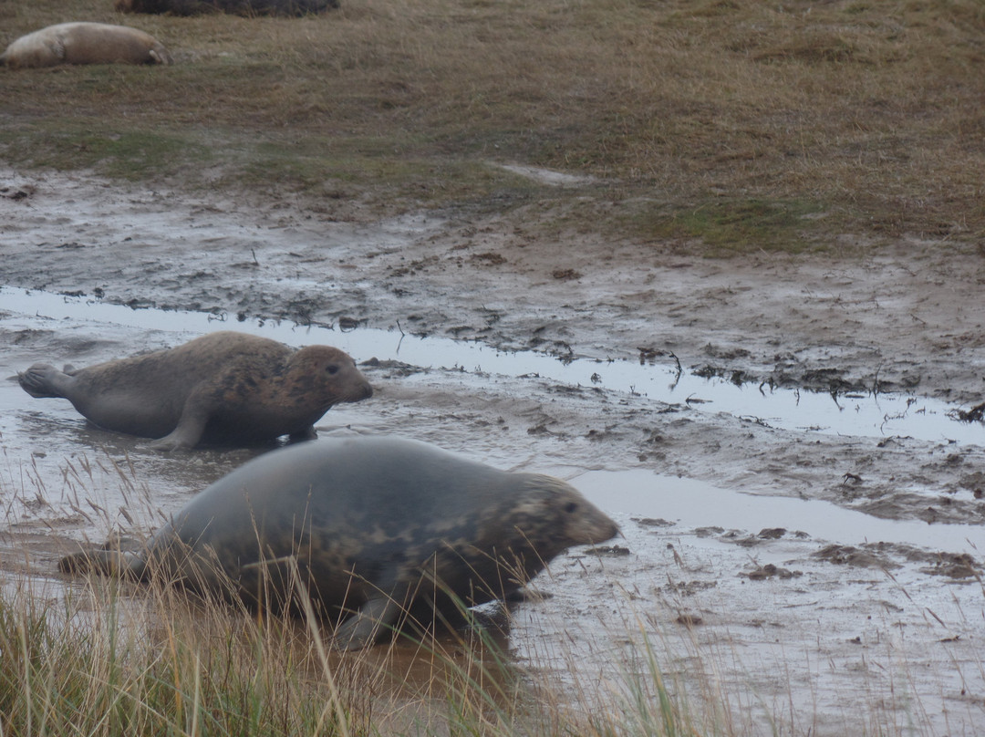 Donna Nook Nature Reserve景点图片