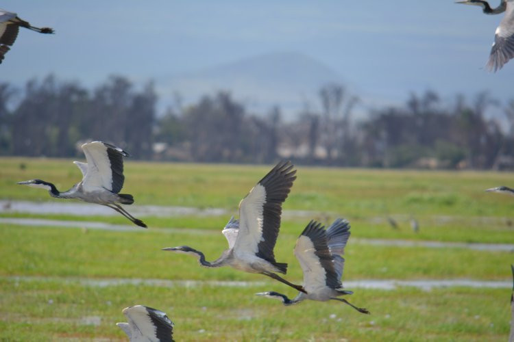 Amboseli National Park景点图片