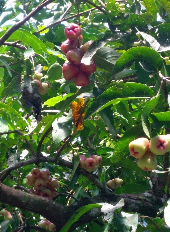 Finca La Isla景点图片
