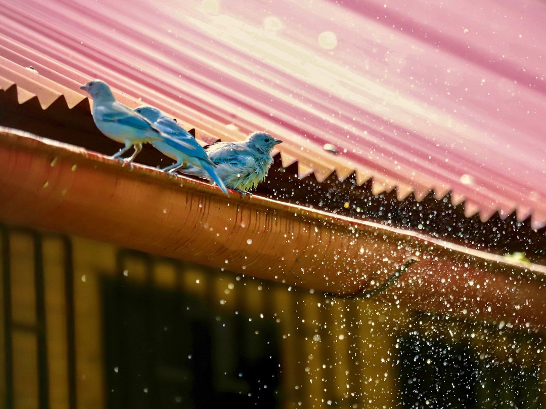 Manish Hotel Ecologico主图