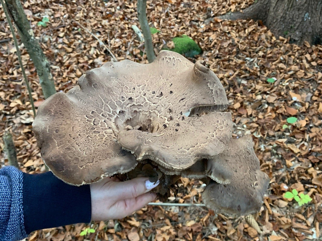 Badinsky prales - narodna prirodna rezervacia-Badin必去景点