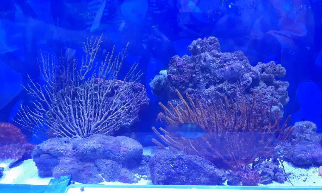 Acuario Mundo Hippocampus-Organos必去景点