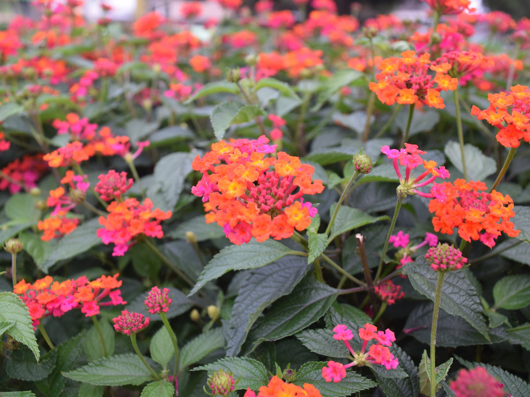 Bukit Kubu Hotel主图