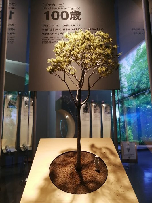 Shirakami Sanchi Visitor Center景点图片