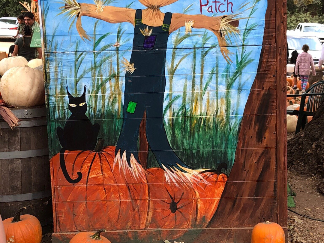 Boccali Ranch Pumpkin Patch景点图片