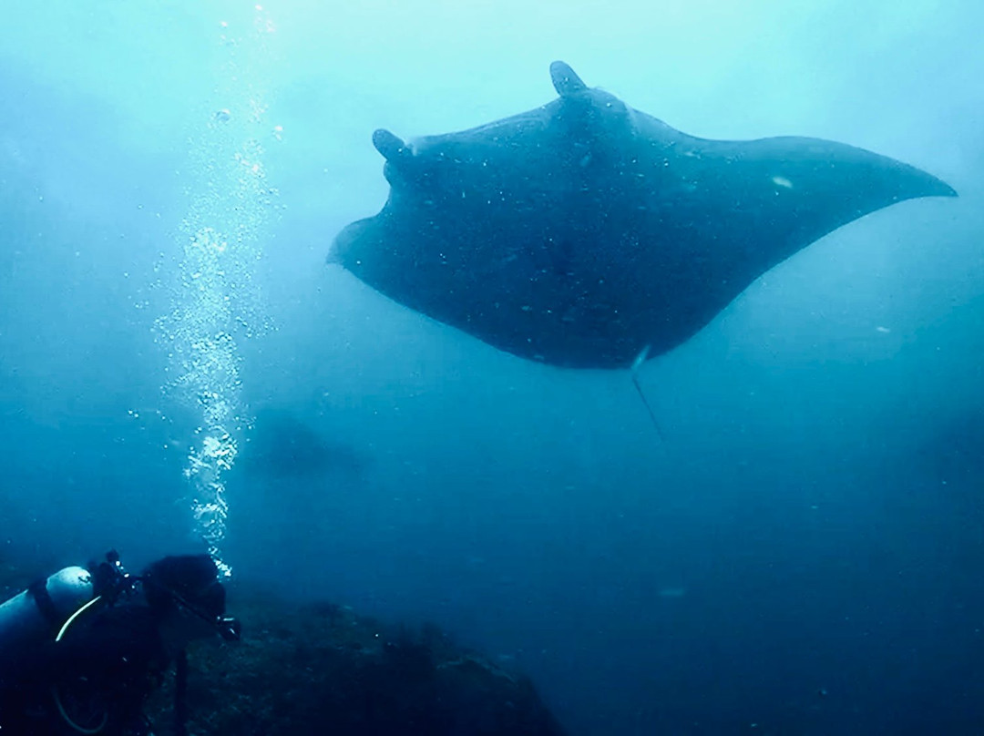 Manta Manta Diving Bali景点图片