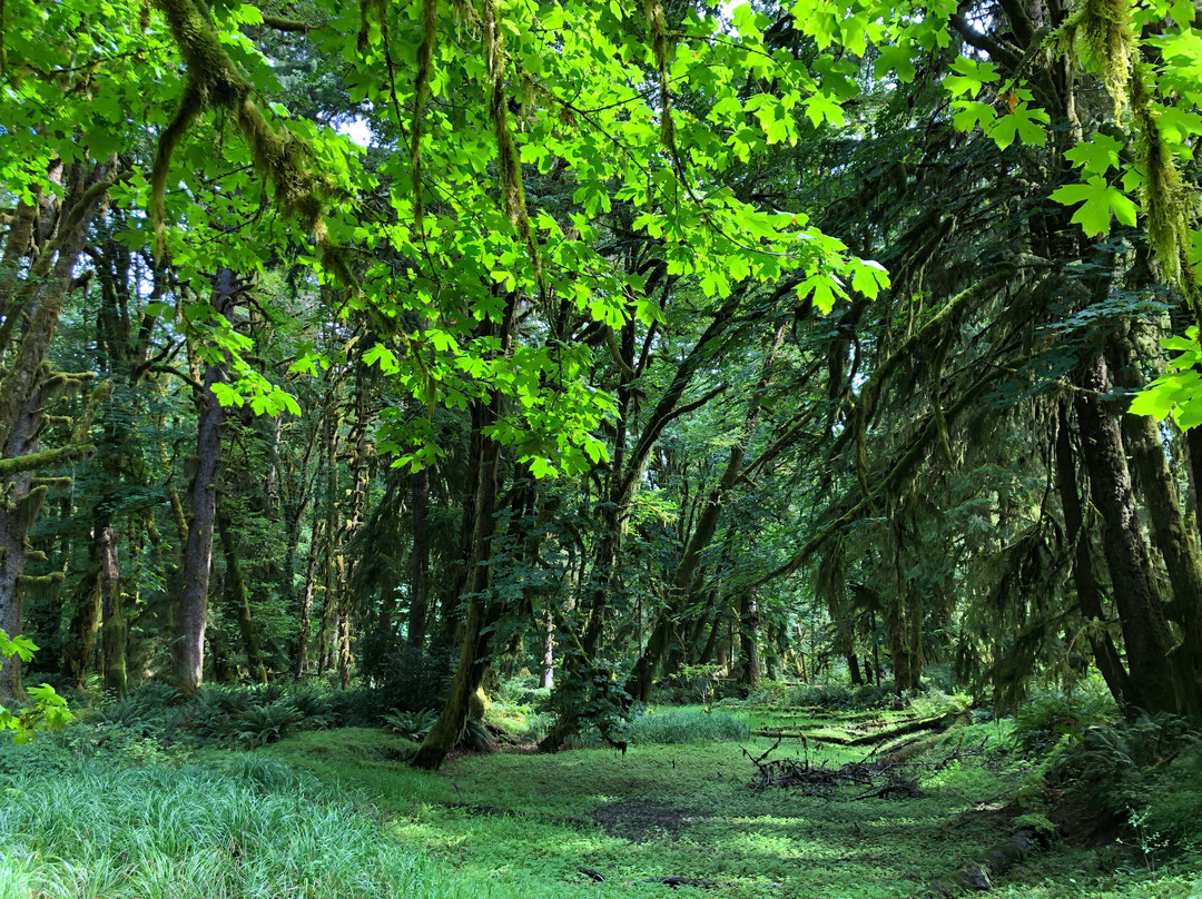 Maple Glade Rain Forest Trail景点图片