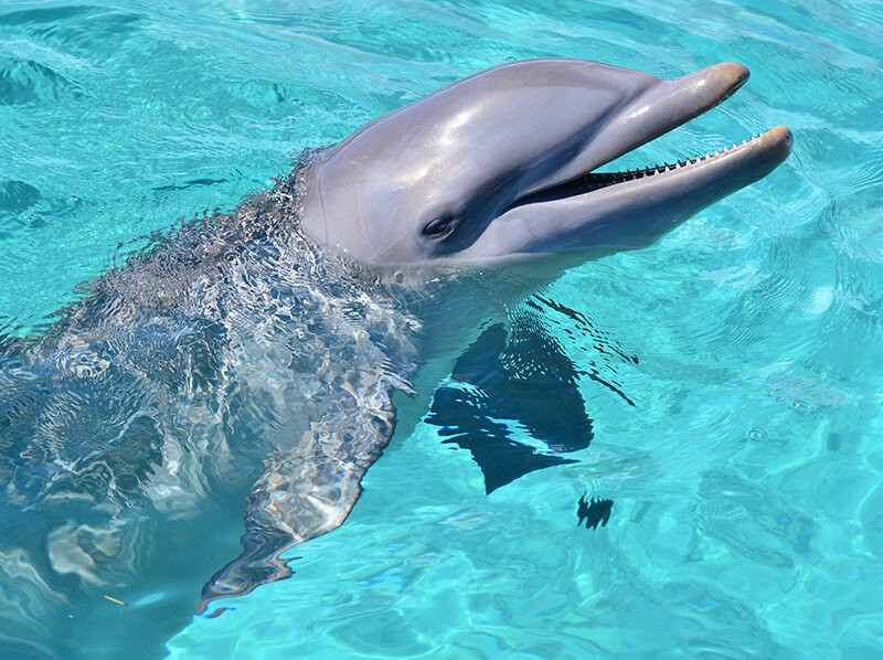 Dolphin Discovery Anguilla-Blowing Point必去景点