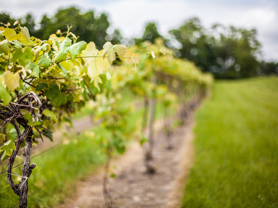 Seneca Lake Wine Trail-沃特金斯格伦必去景点