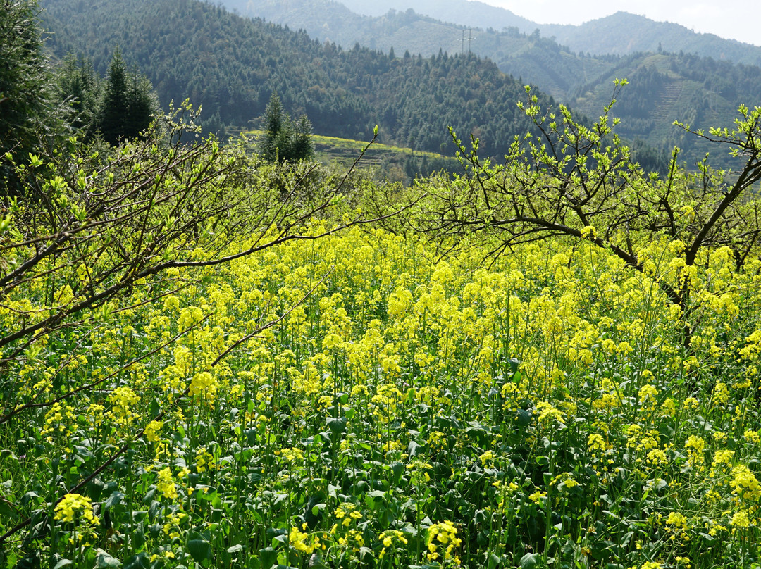 九峰镇花海-乐昌市必去景点