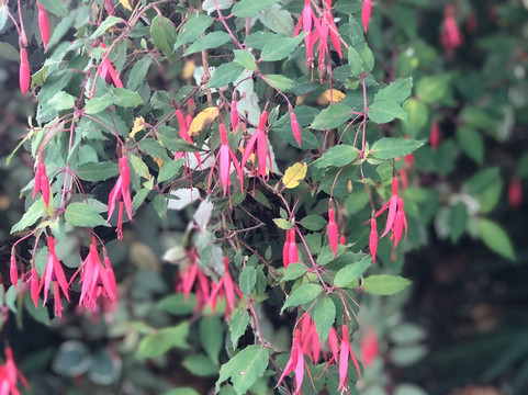 Gerahies旅游攻略图片