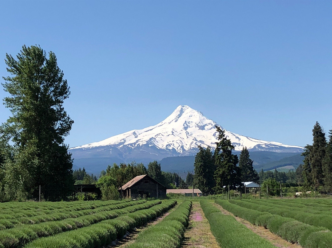 Lavender Valley-胡德里弗必去景点