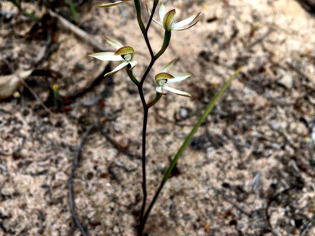 Kiata Flora and Fauna Reserve-Dimboola必去景点