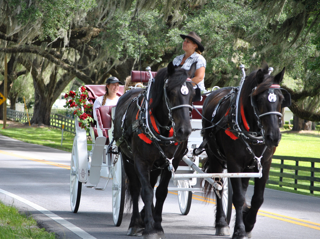 Horse Country Carriage Co & Tours-奥卡拉必去景点