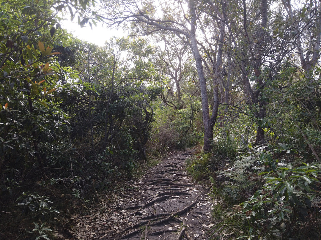 Henry Head Walking Track-La Perouse必去景点