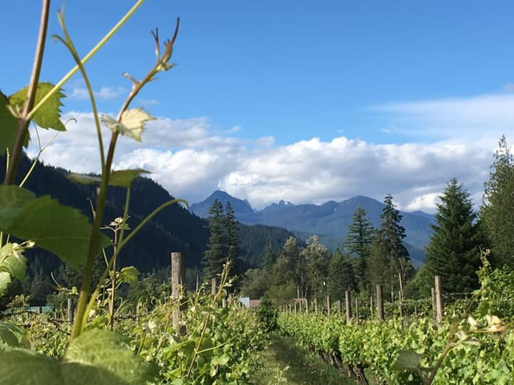 Glacier Peak Winery景点图片