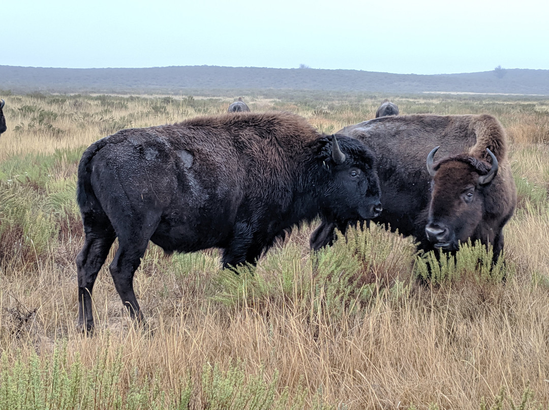 Sandsage Bison Range-Garden City必去景点