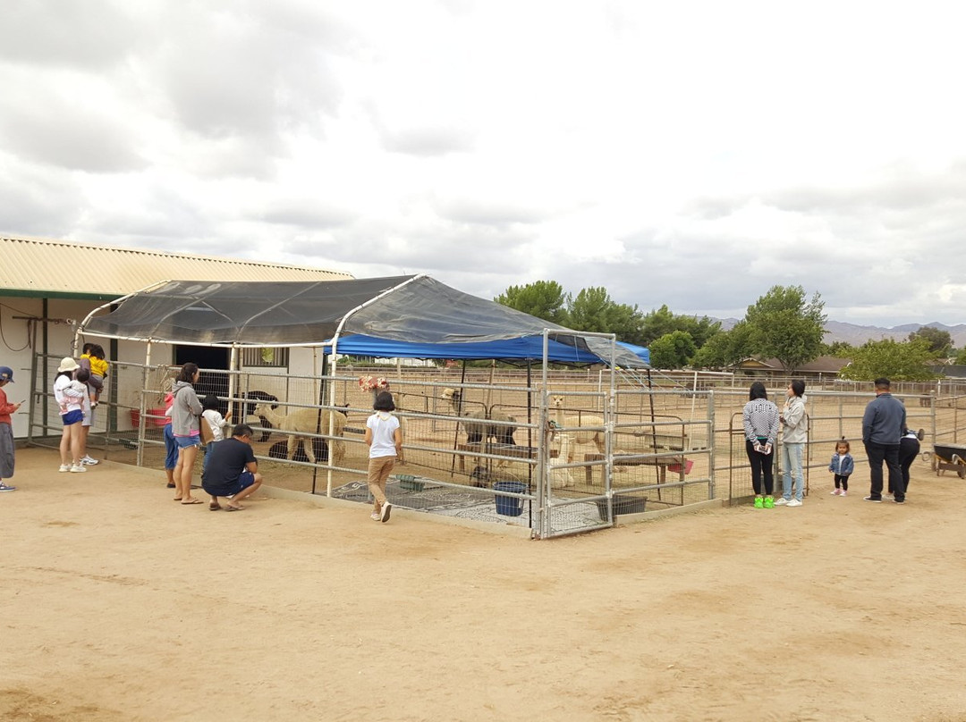 Diamond Valley Alpacas-赫米特必去景点