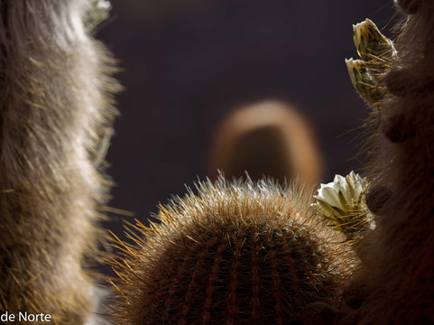 NORTE TREKKING-萨尔塔必去景点