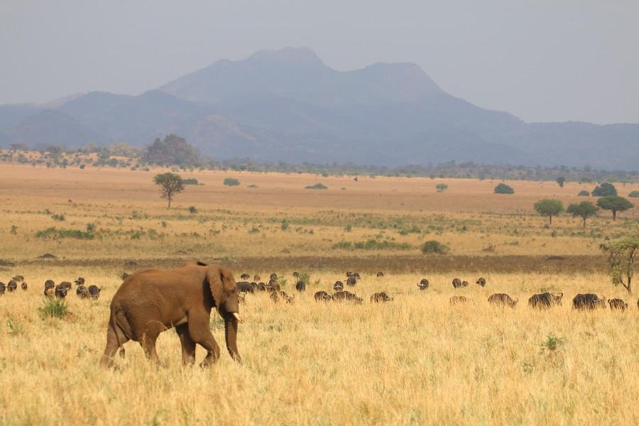 Jungle Memories-Wakiso必去景点