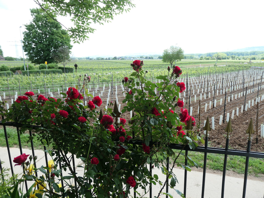 Weingut Prinz von Hessen-盖森海姆必去景点