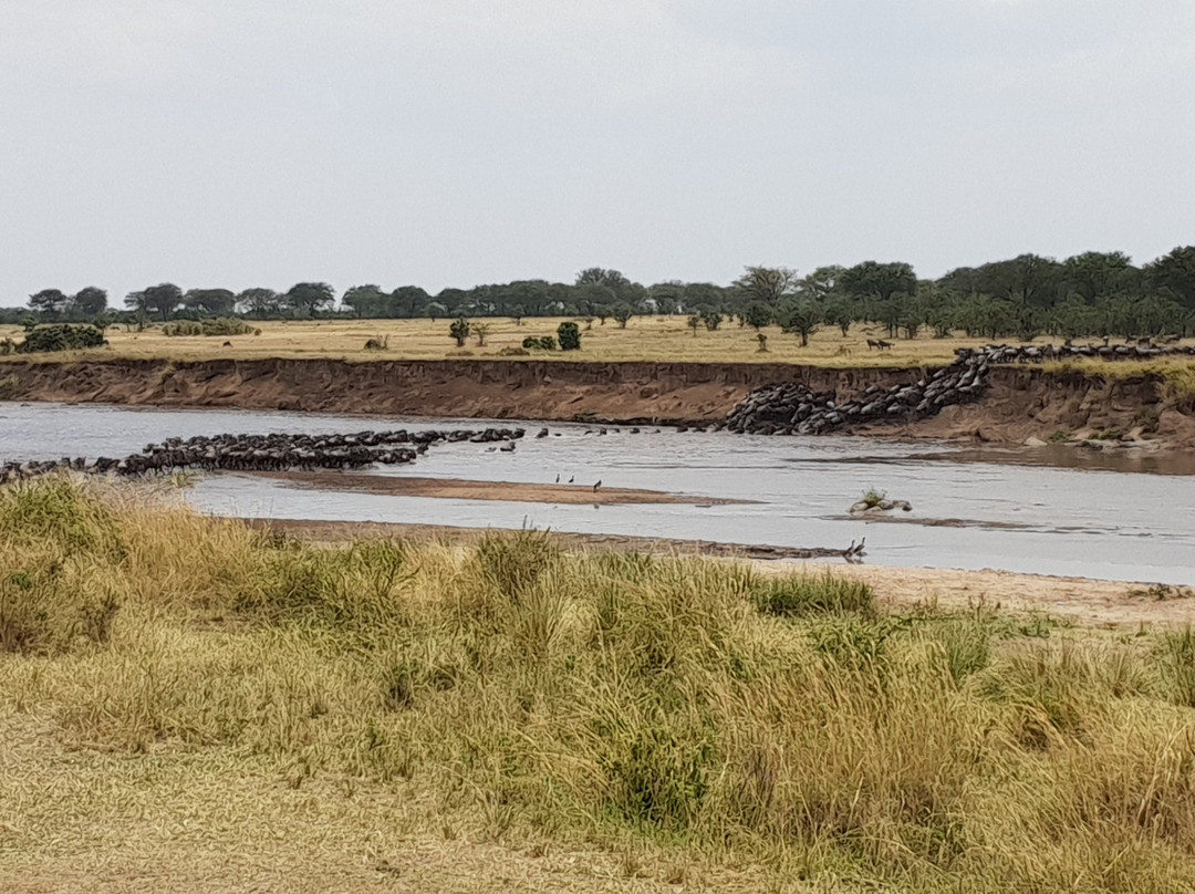 Grumeti River-塞伦盖蒂国家公园必去景点