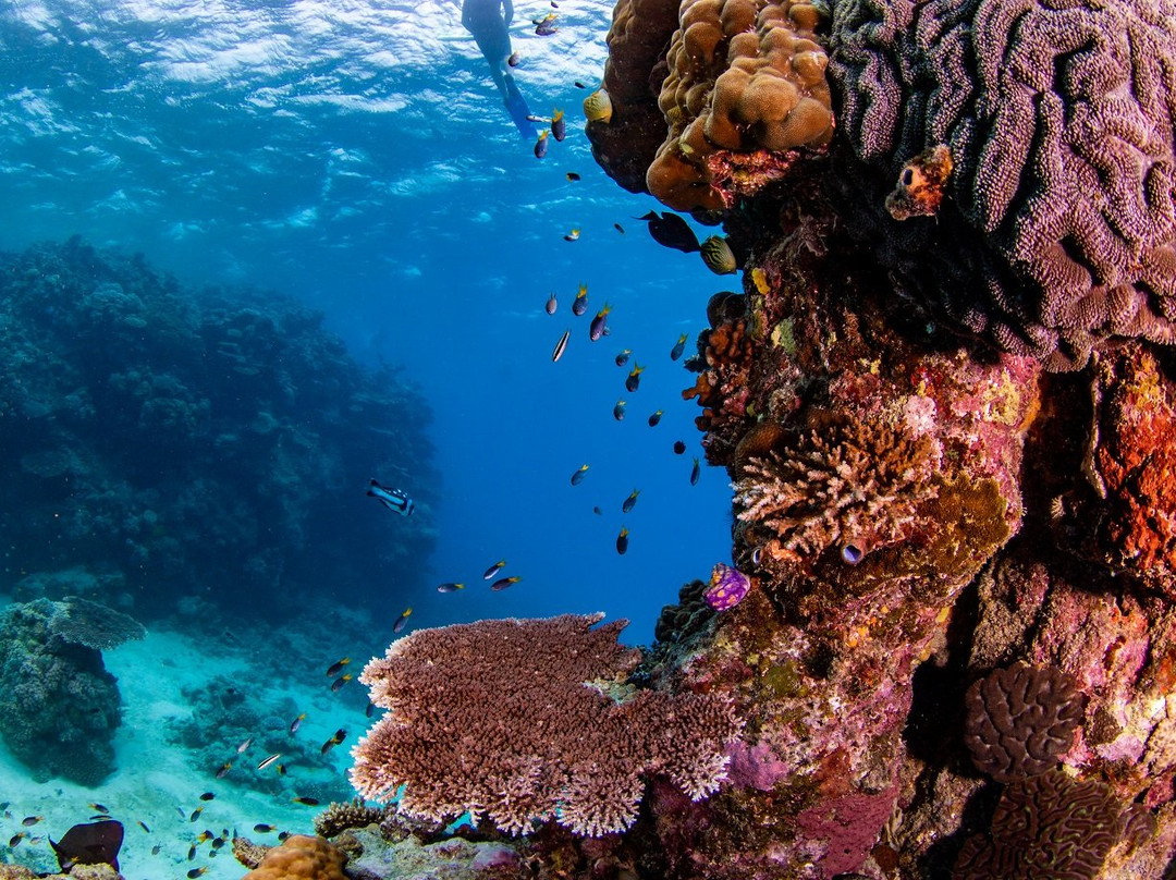 Great Barrier Reef景点图片