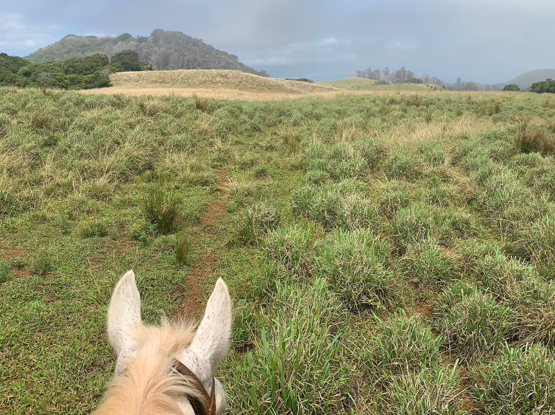 Piiholo Ranch Horseback-马卡瓦必去景点