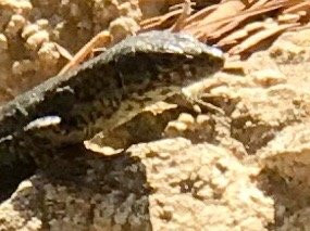 Cruceros Cormoran-圣庞沙必去景点