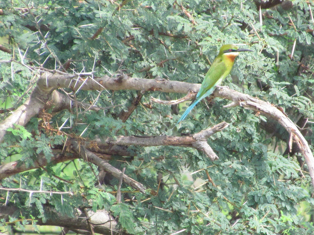 Chitrangudi Bird Sanctuary景点图片
