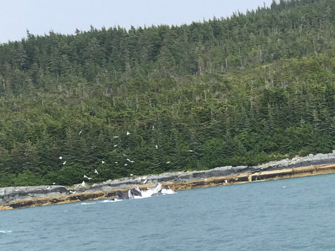 Alaska Whale Watching-朱诺必去景点