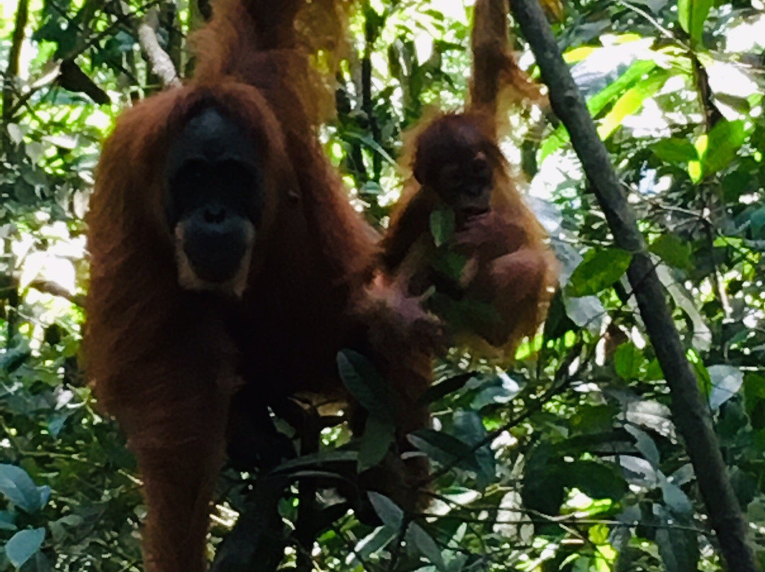The Bohorok Orangutan Centre at Bukit Lawang-武吉拉旺必去景点