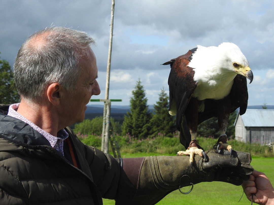 Falconry Days景点图片