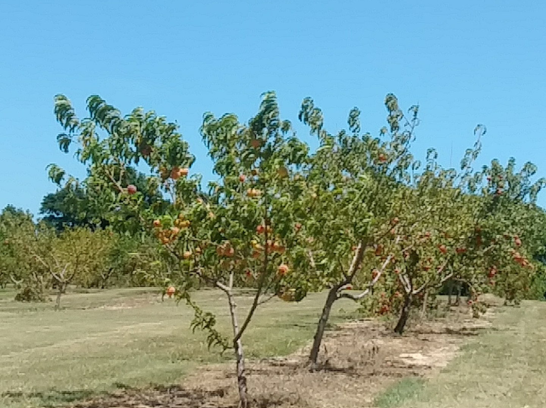 Wind Drift Orchards-Harrah必去景点