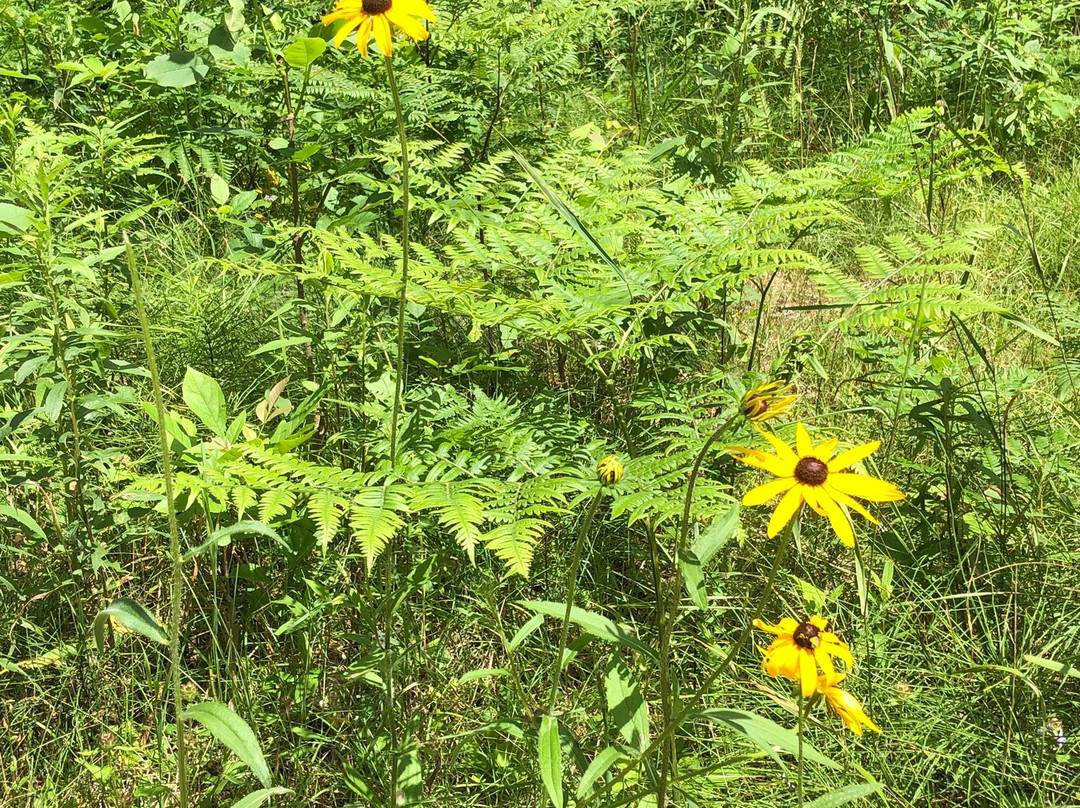 The Ashbrooke Hotel主图