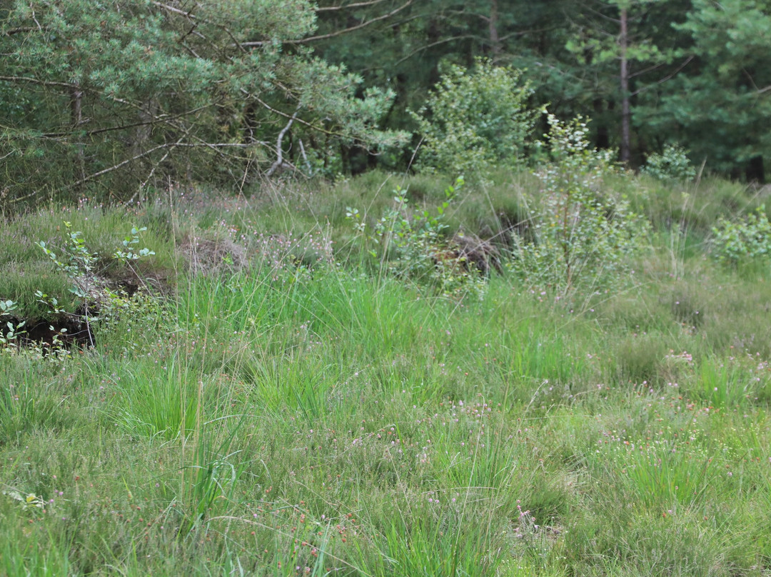 Moor bei Niedersandhausen-Osterholz-Scharmbeck必去景点