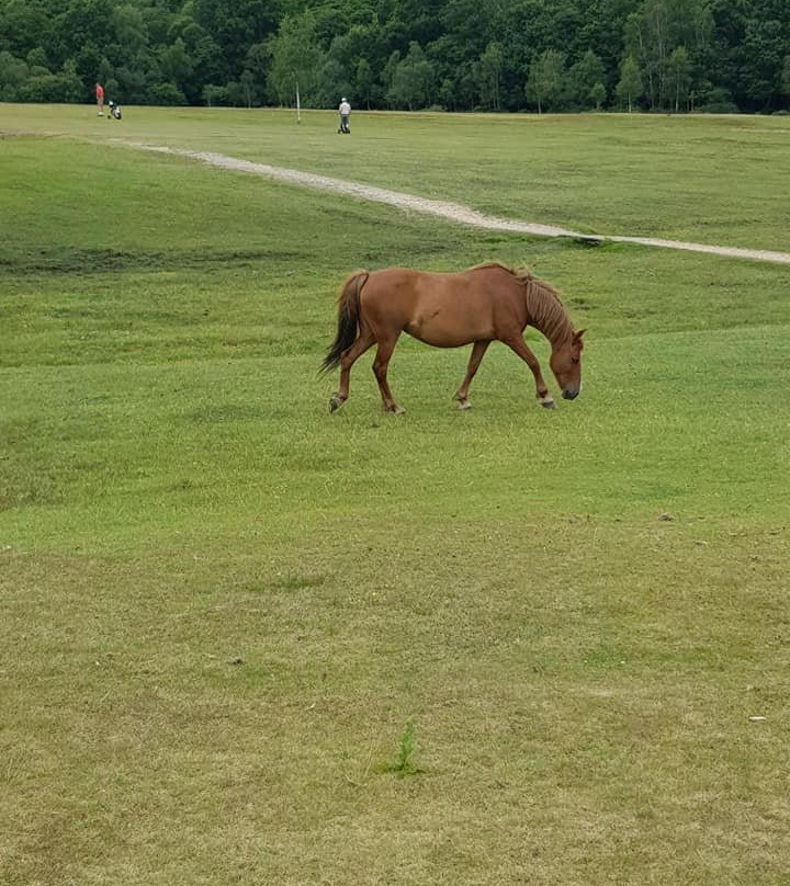 New Forest Golf Club景点图片