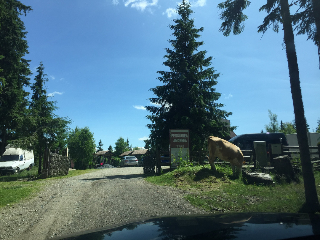 Pensiunea Andreea主图