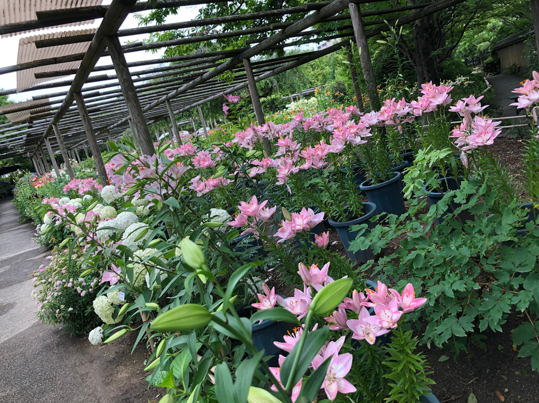 Hakozakigu Flower Garden景点图片