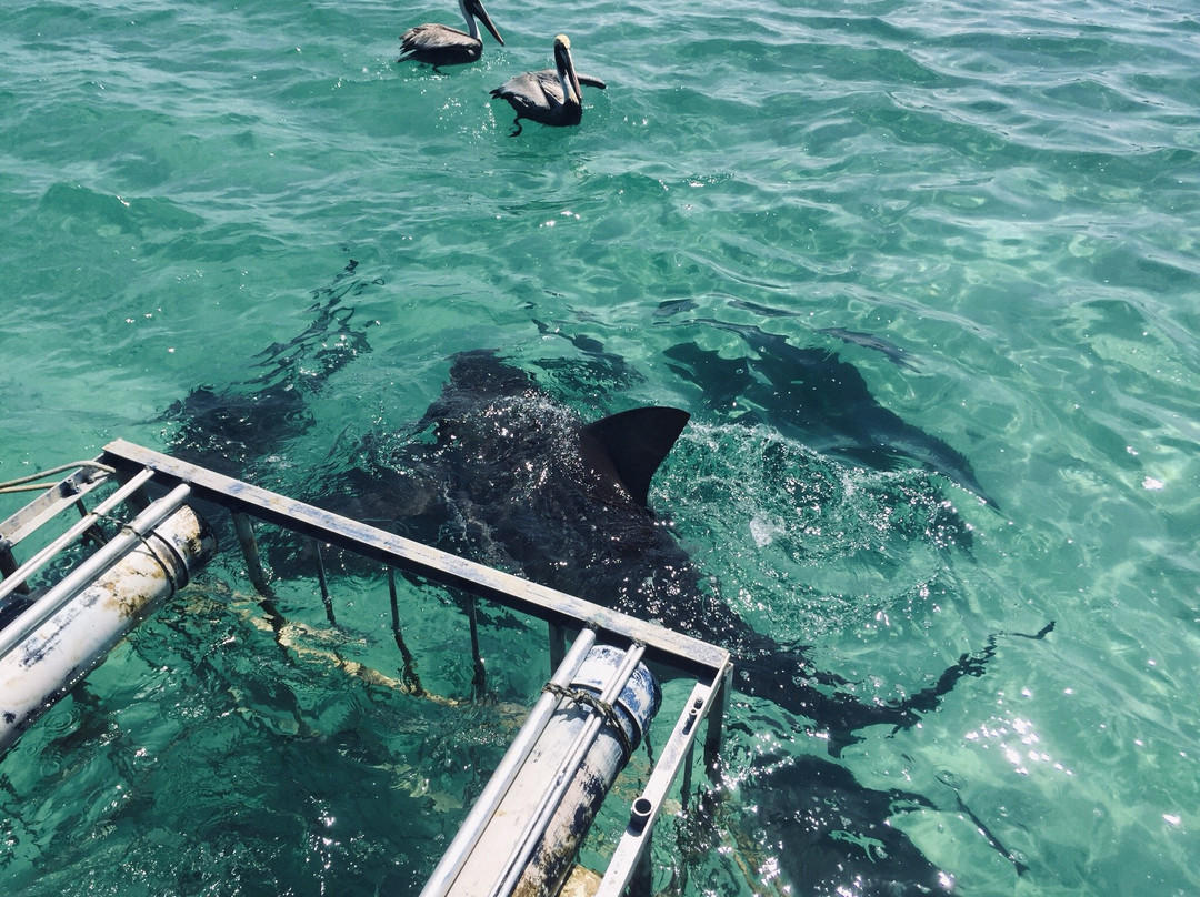 Bimini Bull Run-Bimini必去景点