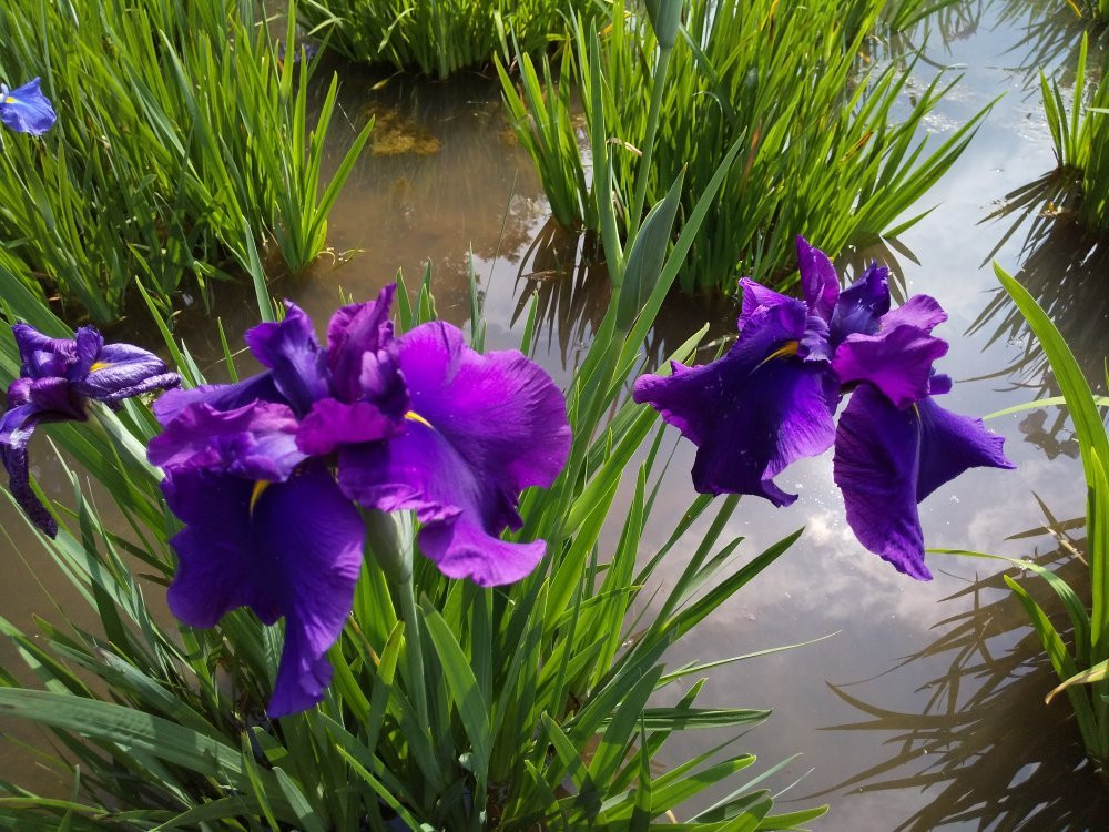 Higashimurayama Shobu Matsuri-东村山市必去景点