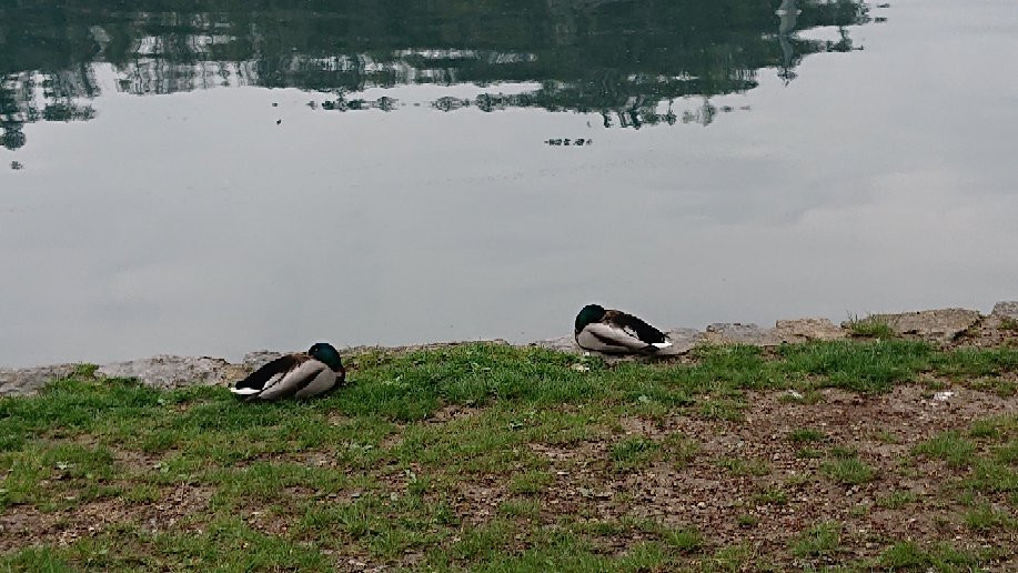 Zdraviliški Park (Spa Park)-布莱德必去景点