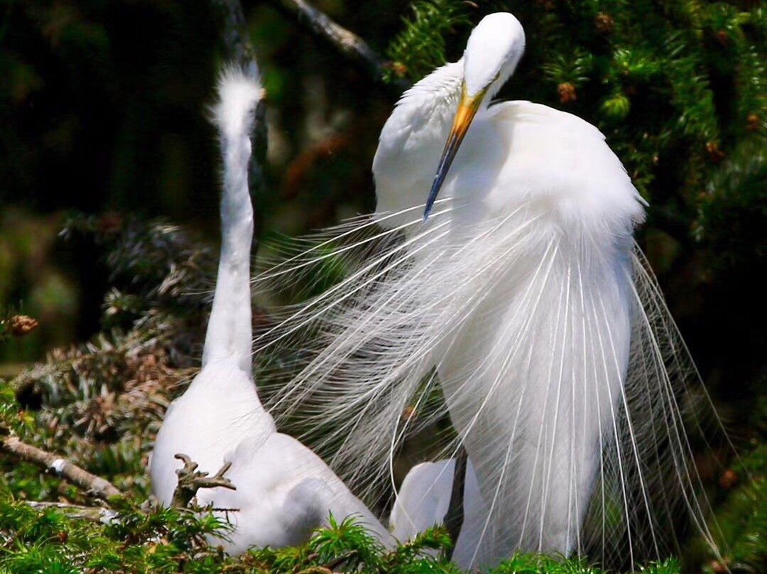 白鹭公园-三亚市必去景点