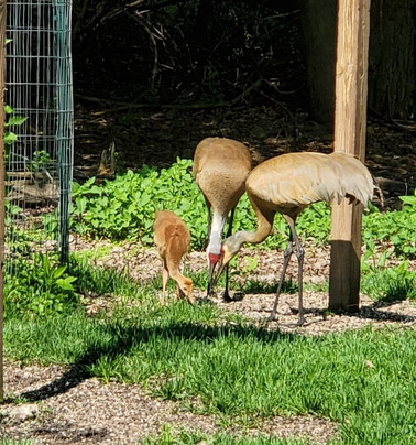 Heckrodt Wetland Reserve-Menasha必去景点