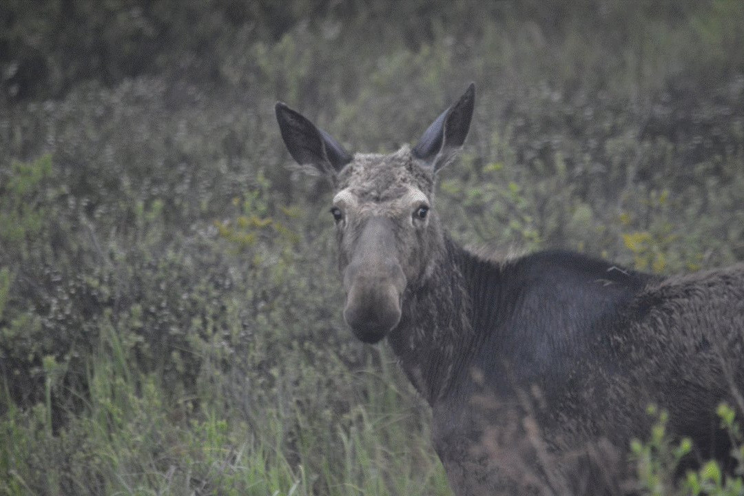 Dan's Scenic Tours - Private Tours-Gorham必去景点