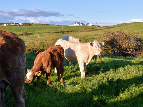 O'Learys Lodge B&B主图