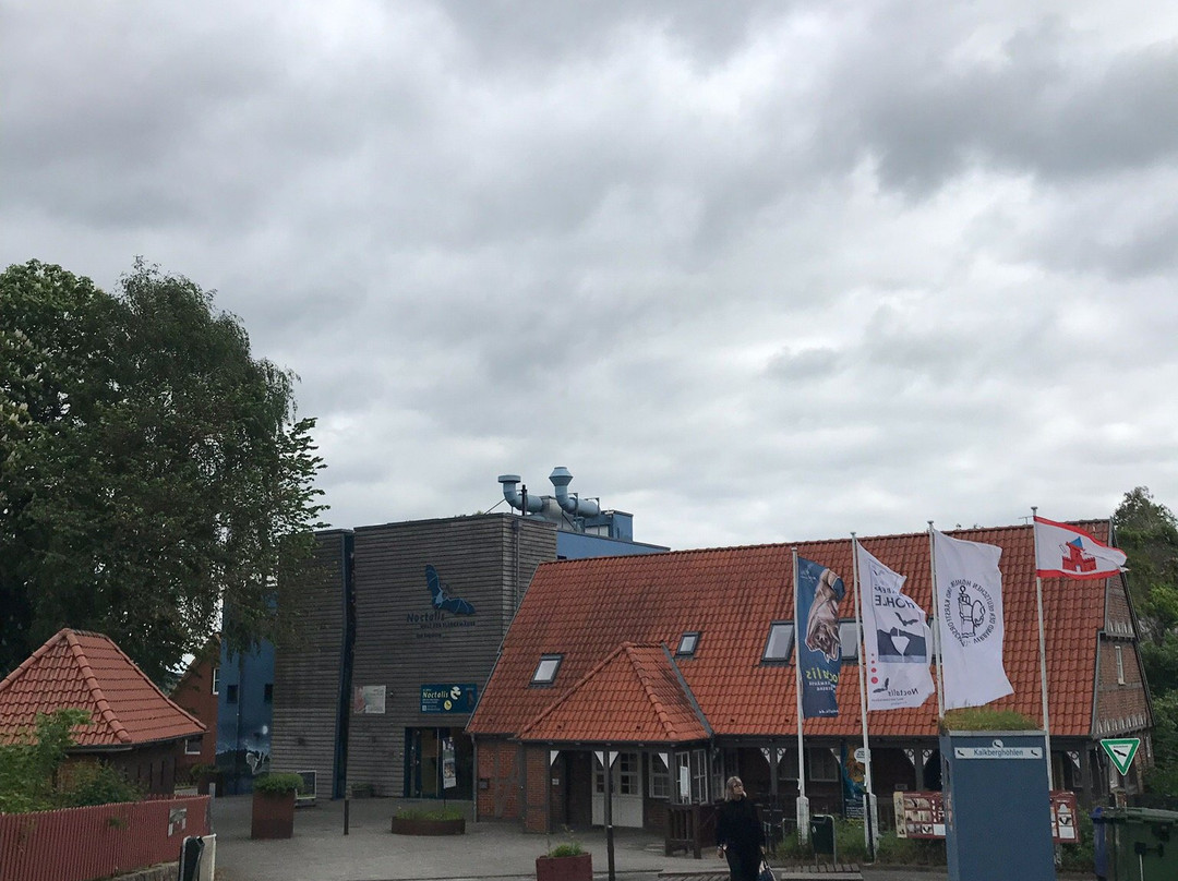 Noctalis - Welt der Fledermäuse-Bad Segeberg必去景点