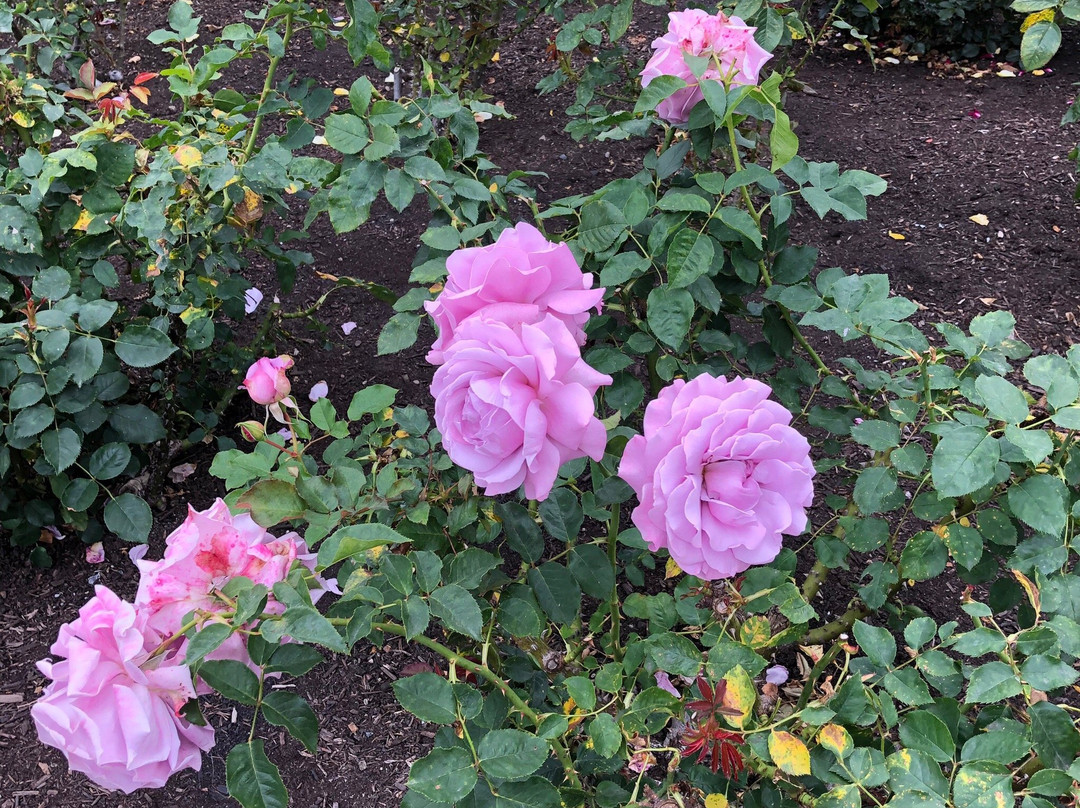 Inez Grant Parker Memorial Rose Garden景点图片