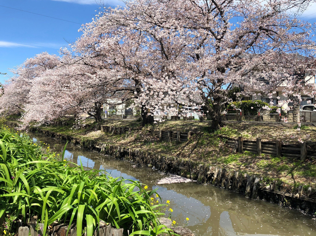 Shingashi River Cherry Blossoms-川越市必去景点